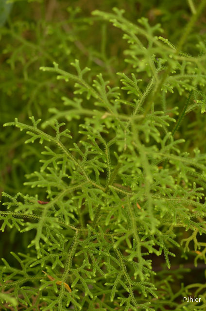 The ferns - vascular plants with spores (without flowers or seeds)