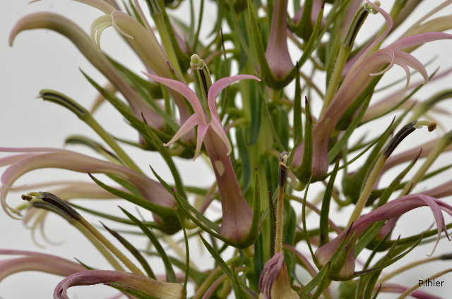 Plants with pink and purple bloom