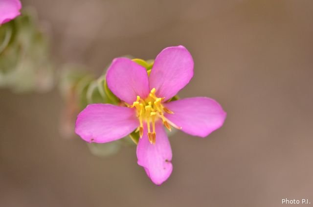 Plantas e arbustos com inflorescência de cor rosa ou roxa