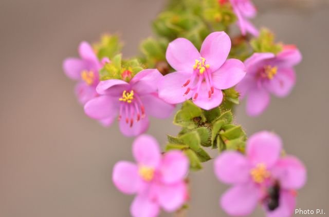 Plantas e arbustos com inflorescência de cor rosa ou roxa