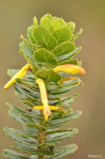 Plants with yellow and golden bloom