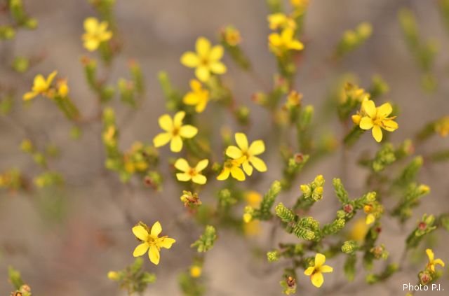 Plants with yellow and golden bloom