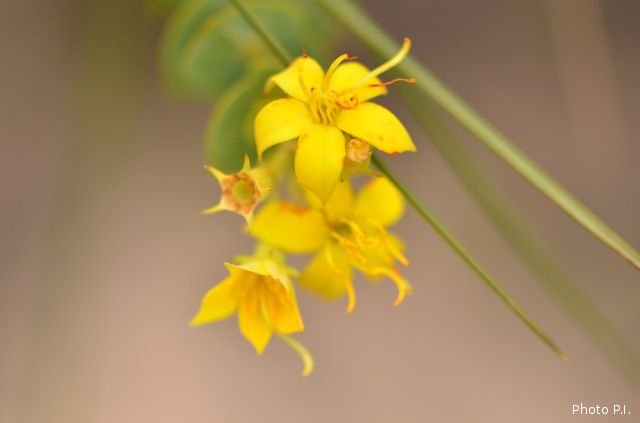 Plants with yellow and golden bloom