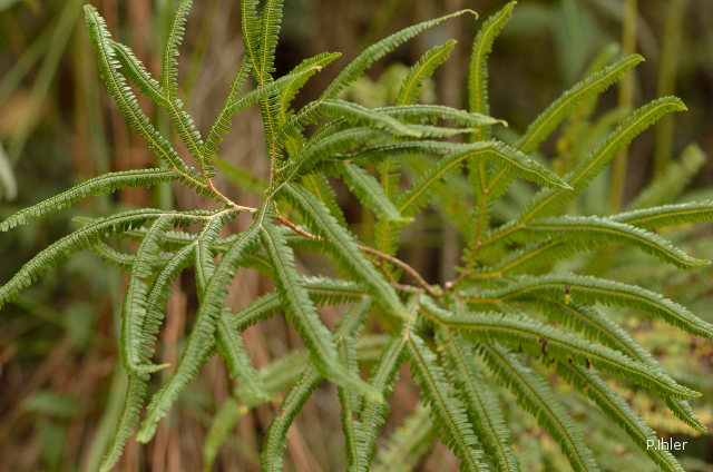 The ferns - vascular plants with spores (without flowers or seeds)