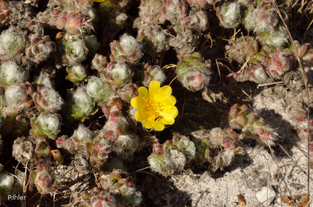 Plants with yellow and golden bloom