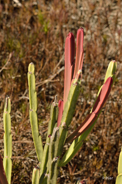 Cacti and other prickly plants 