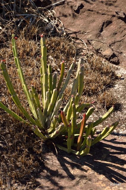 Cacti and other prickly plants 