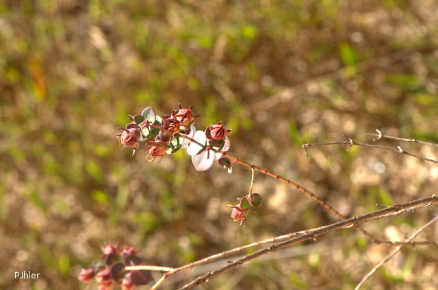 Fruits and seeds