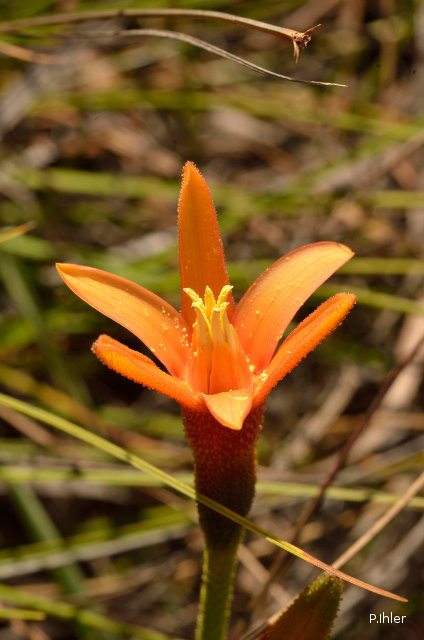Plants with orange bloom
