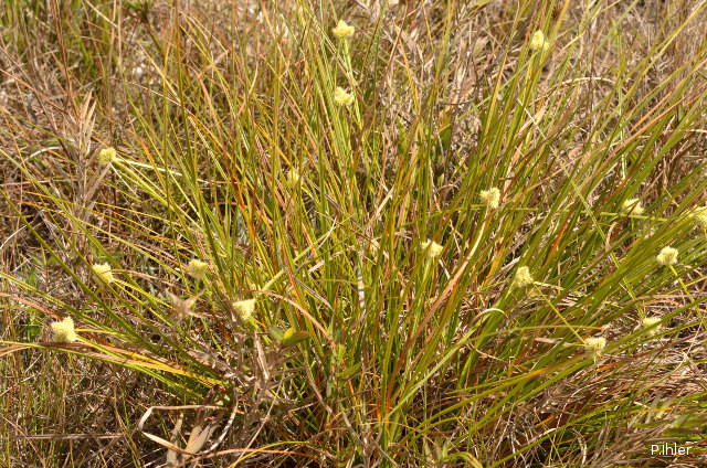 ALTFLGRASSY