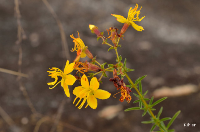 Plants with yellow and golden bloom
