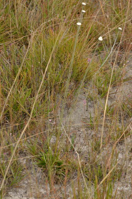 ALTFLGRASSY