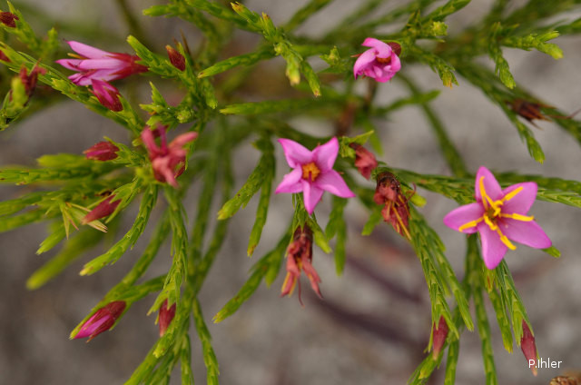 Plants with pink and purple bloom