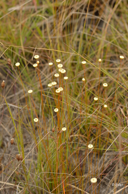 ALTFLGRASSY