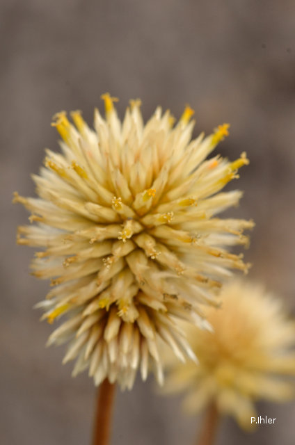 Plants with yellow and golden bloom