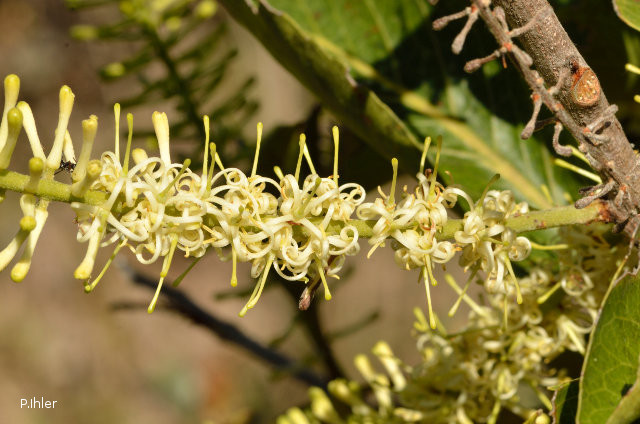 Plants with white bloom