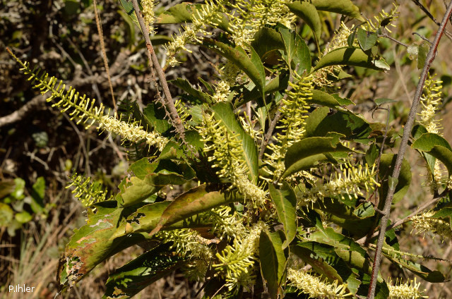 Plants with white bloom
