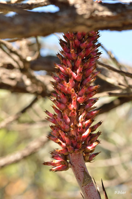 Bromeliads plants and similar