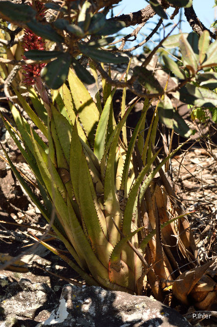 Bromeliads plants and similar