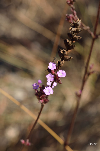 Plants with pink and purple bloom