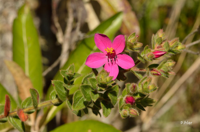 Plants with pink and purple bloom