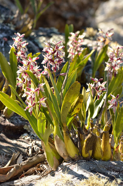 Orchids plants