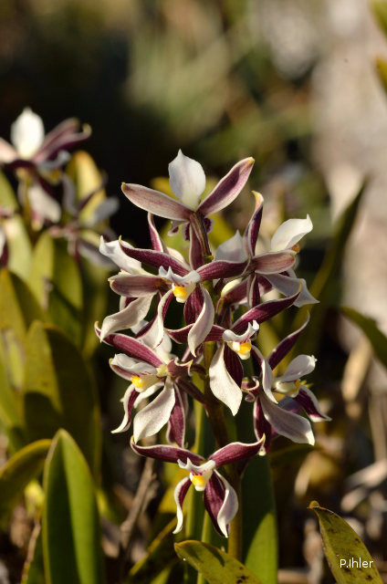 Orchids plants