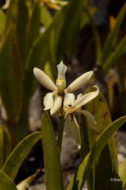 Orchids plants