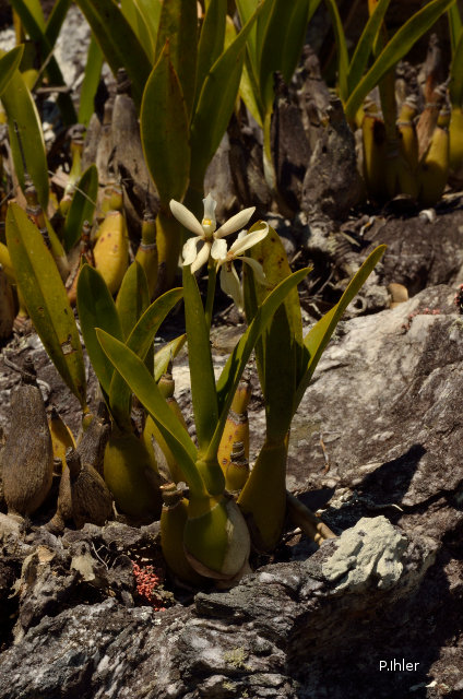 Orchids plants
