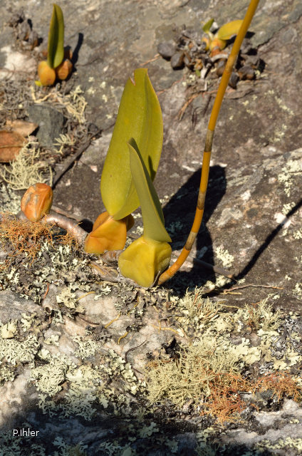 Plantas orquídeas