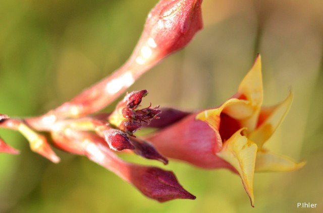 Plants with yellow and golden bloom