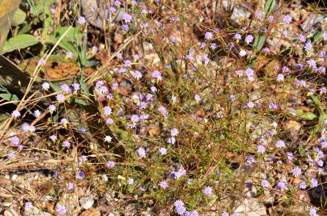 Plantas e arbustos com inflorescência de cor azul