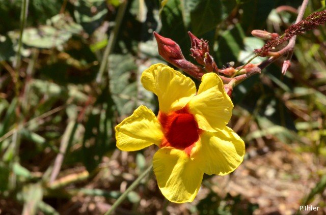Plants with yellow and golden bloom