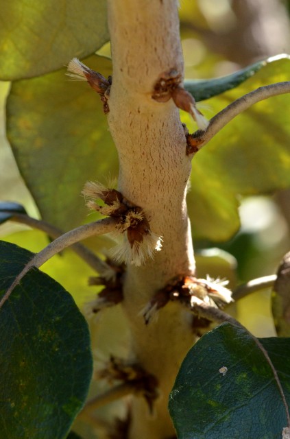 Plants with white bloom
