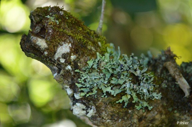Lichens, mushrooms, mossos or others
