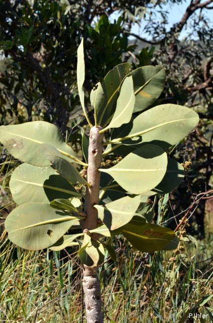 Foliage, etc
