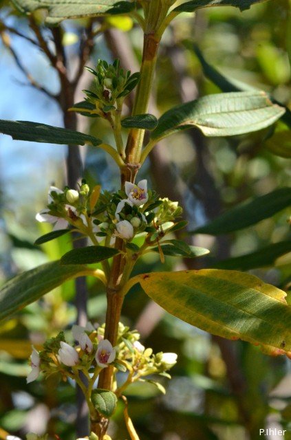 Plants with white bloom