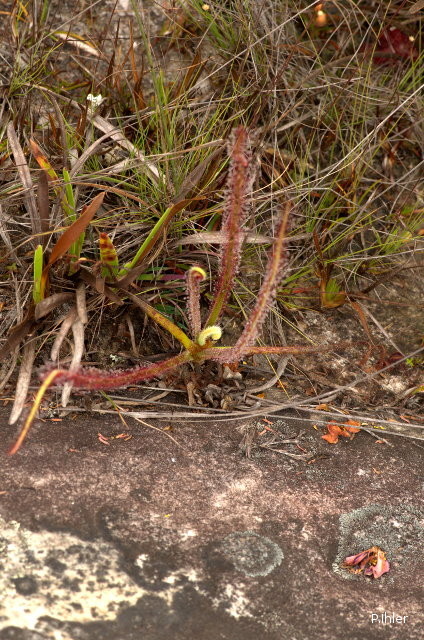 Plants with pink and purple bloom