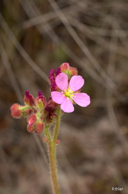 Plants with pink and purple bloom