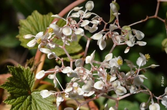 Plantas e arbustos com inflorescência de cor branca