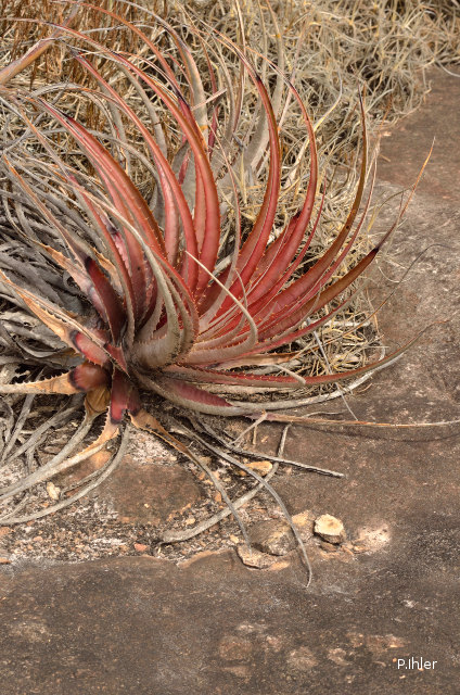 Bromeliads plants and similar