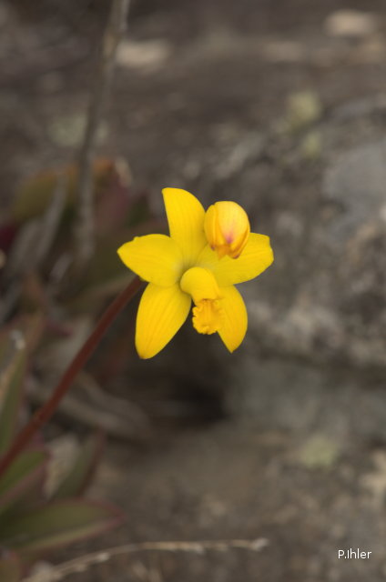 Orchids plants
