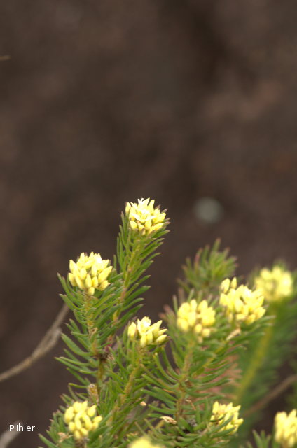Plants with white bloom