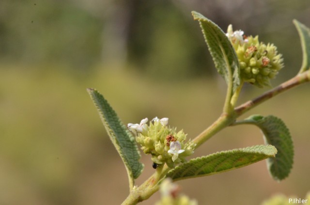 Plantas e arbustos com inflorescência de cor branca