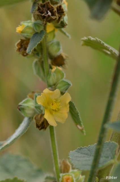 Plants with yellow and golden bloom