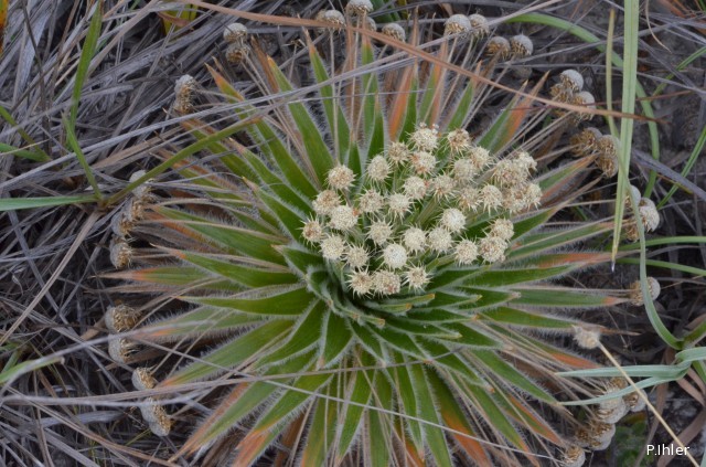 Plants similares of bromeliads