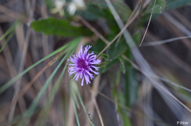 Plants with pink and purple bloom