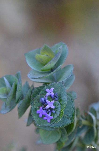 Plantas e arbustos com inflorescência de cor azul