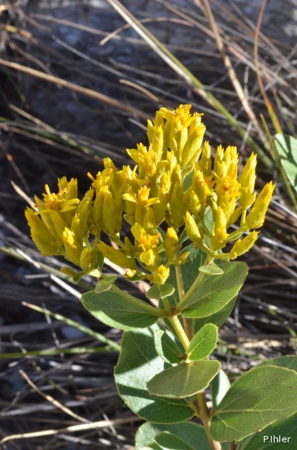 Plants with yellow and golden bloom