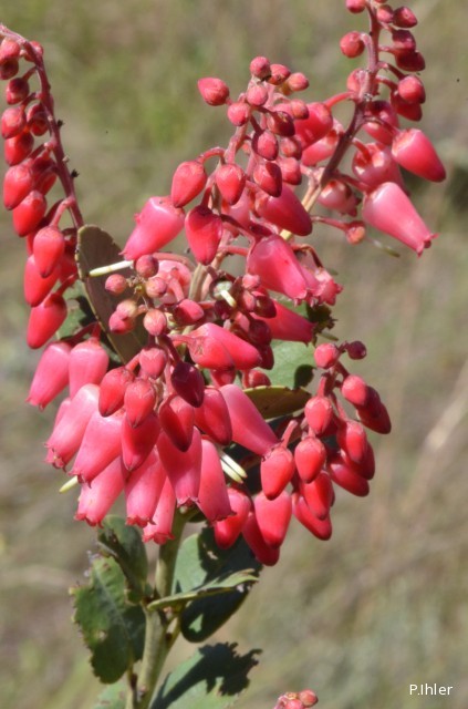 Plants with red bloom
